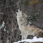 Wolf Howling In Cold And Snow
