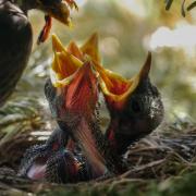 Bird Nest Feed Nature Animal Blackbird Brut