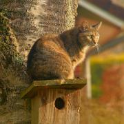 Cat Bird House Domestic Cat Garden Lurking Watch