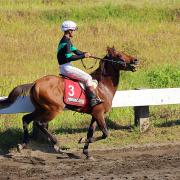 Horse Race Indonesia Animal Nature Overview Speed