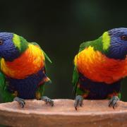 Rainbow Lorikeets Parrots Pair Birds Colorful