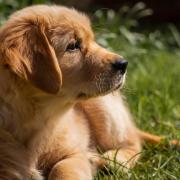 Dog Golden Retriever Puppy Small Grass Portrait