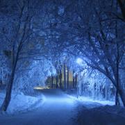 Winter Night Blue Shade Trees Snow Covered Cold