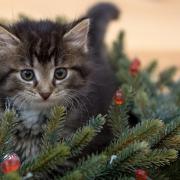 Christmas Kitten Enjoying Fir-Tree Branches
