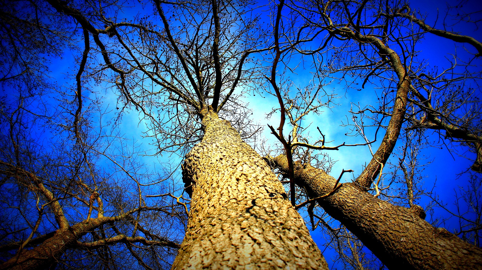 Below the tree. День дерева картинки. Ствол дерева при при ночном небе. Ключ на ветке дерева зима.