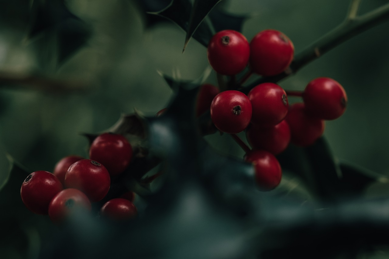 200+ Free Holly Berries & Holly Images