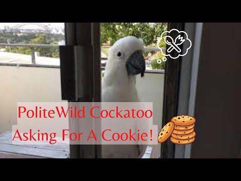 Cockatoo Asking For A Cookie #Video