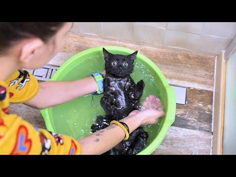 The First Bath Experience Of The Stray Kitten Who Got Hit By A Car #Video