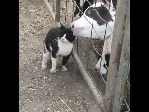 You’ve Got to Be Kitten Me: Farm Cat Blends In With Victoria Calves