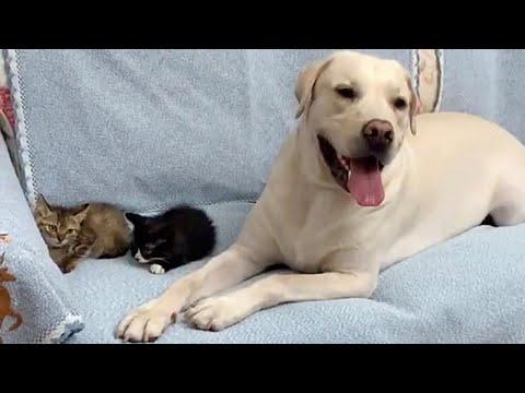 Friendly Labrador Rescues Abandoned Kittens and Brings Them Home. Video