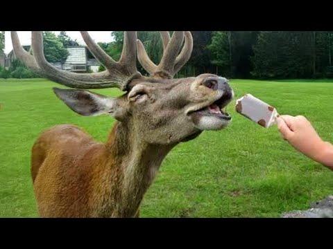 New Funniest Animal Videos of May | 30 Minutes of Gut Busting Laughs! #Video
