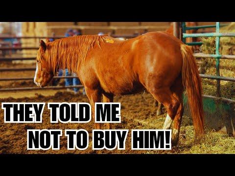 I bought him anyway~ UNTRAINABLE auction horse ~ Transformation #Video