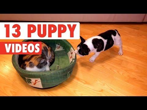 13 Funny Puppy Videos Compilation 2017
