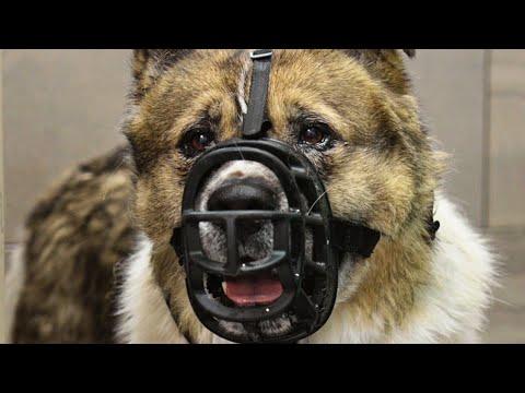 Whatever you do, please DON'T remove the muzzle - Girl With Dogs #Video