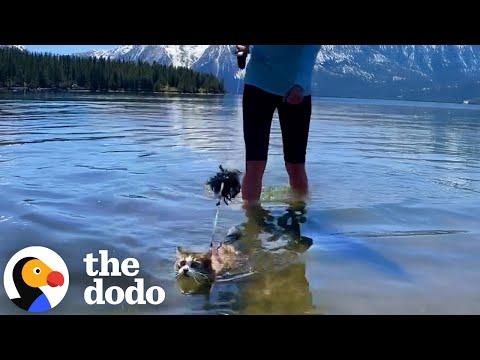 Cat Surprised Everyone With Her Love Of Water #Video