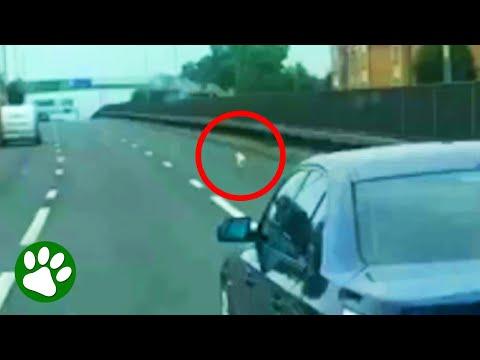 Man Braves Busy Highway To Save Dog #Video