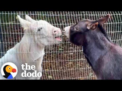 Donkey Who Lived Alone for A Decade Finally Finds A Best Friend #Video