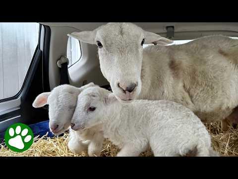 The Story of a Mother Sheep Who Refused to Give Up #Video