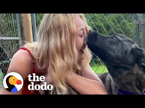 Lost Dog Can't Believe It's Really Her Mom #Video
