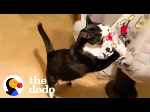 Cat Does Not Like When Mom's Boyfriend Comes Over  #Video