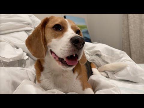 Cute beagle mischievously foils laundry day video