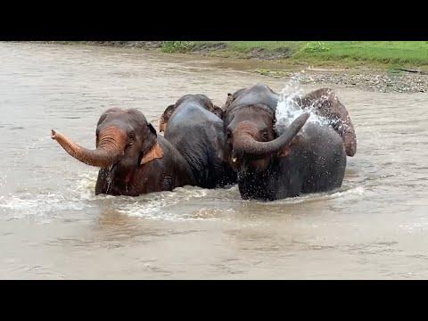 Elephants Bonding in the Rain - ElephantNews #Video