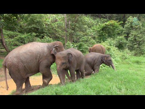 Baby Elephant Pyi Mai and Chaba Enjoy Spending Time In The Jungle - ElephantNews #Video