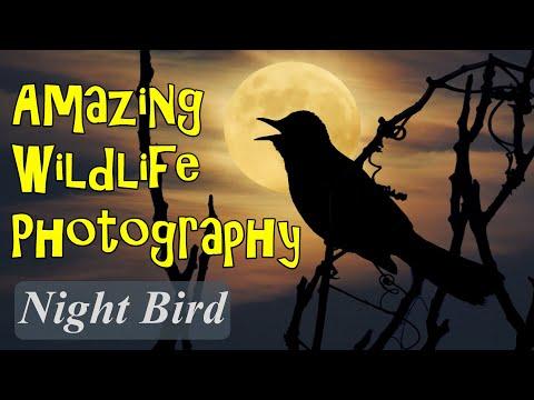 Amazing Wildlife Photography Night Bird #Video