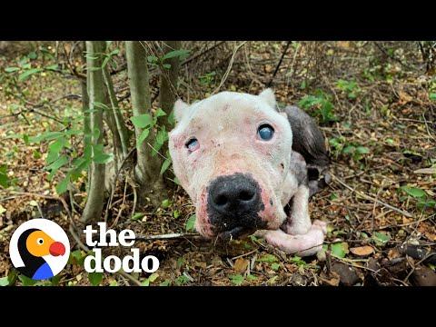 Skinny Senior Pittie Found Alone In The Woods Is Queen Of Her House