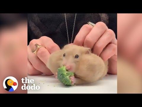 Hamsters Stuffing GIANT Foods In Their Cheeks | The Dodo