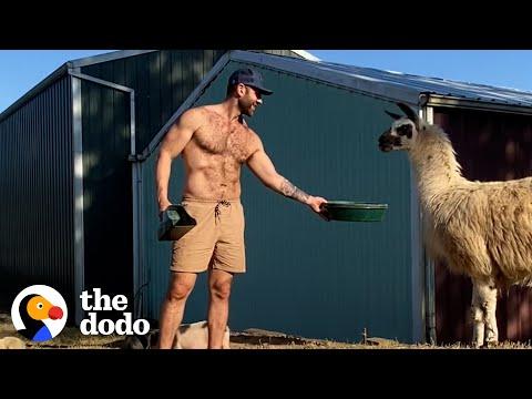 Guy Can’t Get His Rescue Llama To Trust Him Until He Starts Playing Hard To Get #Video