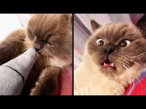 Cat Learns the Hard Way | Your Daily Dose Of Pets! #Video