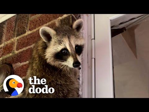 Rehabbed Raccoon Comes Back Every Night To Visit Some Unlikely Friends #Video