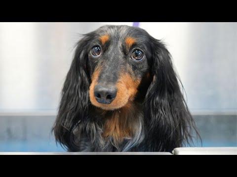 The Wild Wiener: A National Groomographic Special #Video