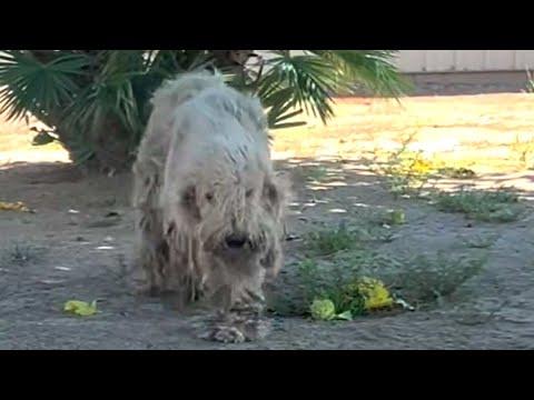 This street dog is unrecognizable now #Video