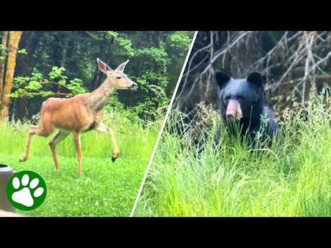 Smart Deer Warns Woman Of Nearby Black Bear #Video