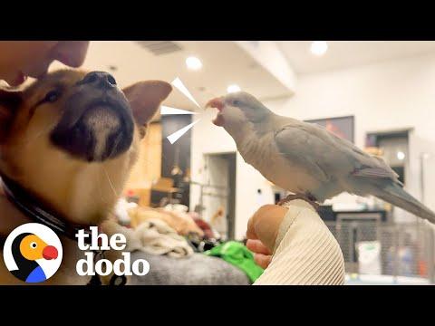 Bird Is Not Happy When His Parents Bring Home A Puppy #Video