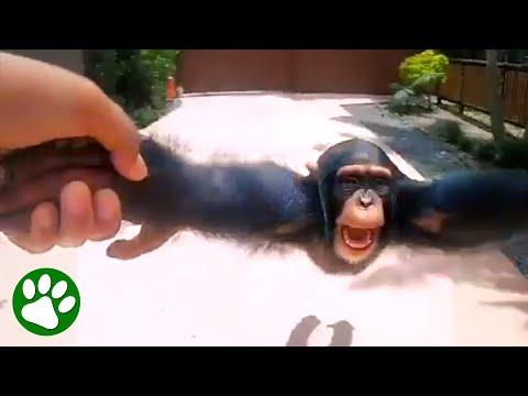 Chimp is Reunited with his Parents #Video