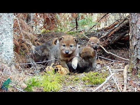 Blood Moon Pack Pups in Spring 2023 #Video