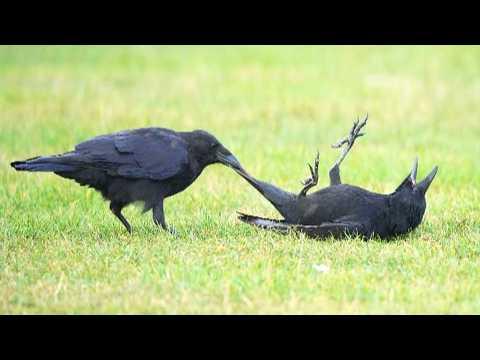 Unhinged Crows, Ravens... Being Absolutely Hilarious! #Video