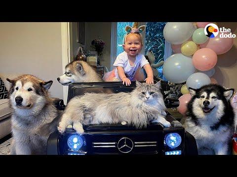 Parents Document A Year With Tons Of Pets and A Newborn Baby  #Video