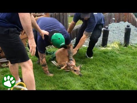 Brave firefighters rescue struggling deer #Video