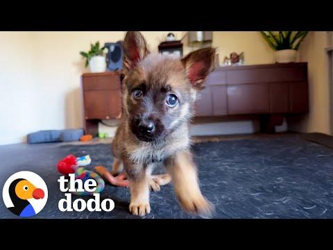 Abandoned Blind Puppy Reunites With Her Sister #Video