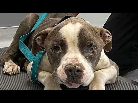 Terrified shelter dog is unrecognizable now #Video