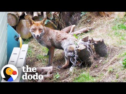 Man Frees Fox Trapped For Four Hours #Video