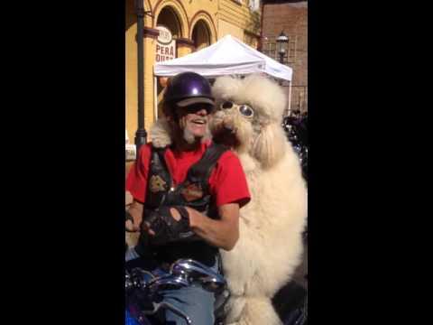 Dog Sits On Motorcycle With Owner