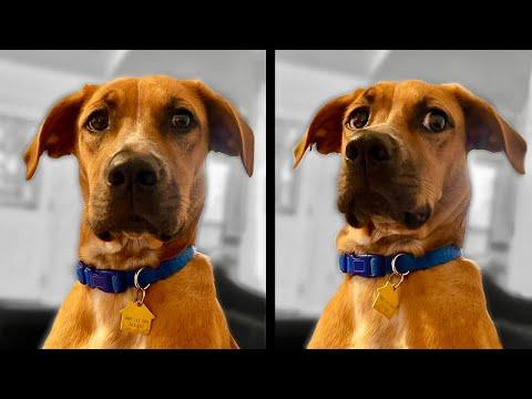 Dog Finds Out He's Adopted. Your Daily Dose Of Internet. #Video