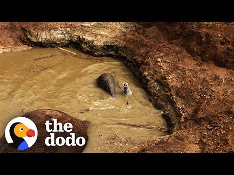 Baby Elephant And Mom Are Stuck In A Well Full Of Water #Video