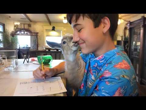 This Baby Goat Who Survived the Cold and Became a Leader #Video