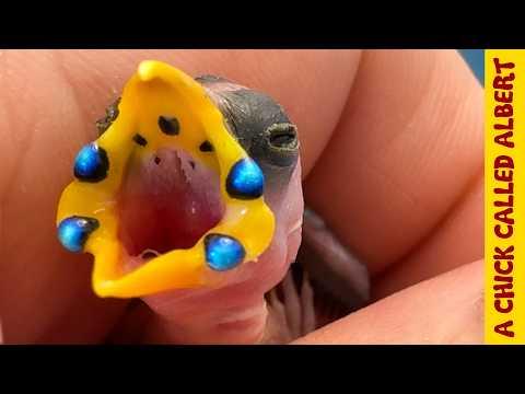 Gemstones in a baby bird #Video